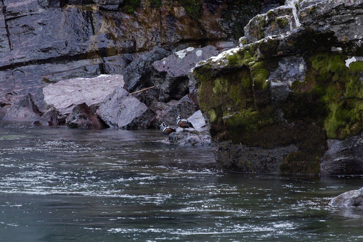 Harlequin Duck - ML618355835