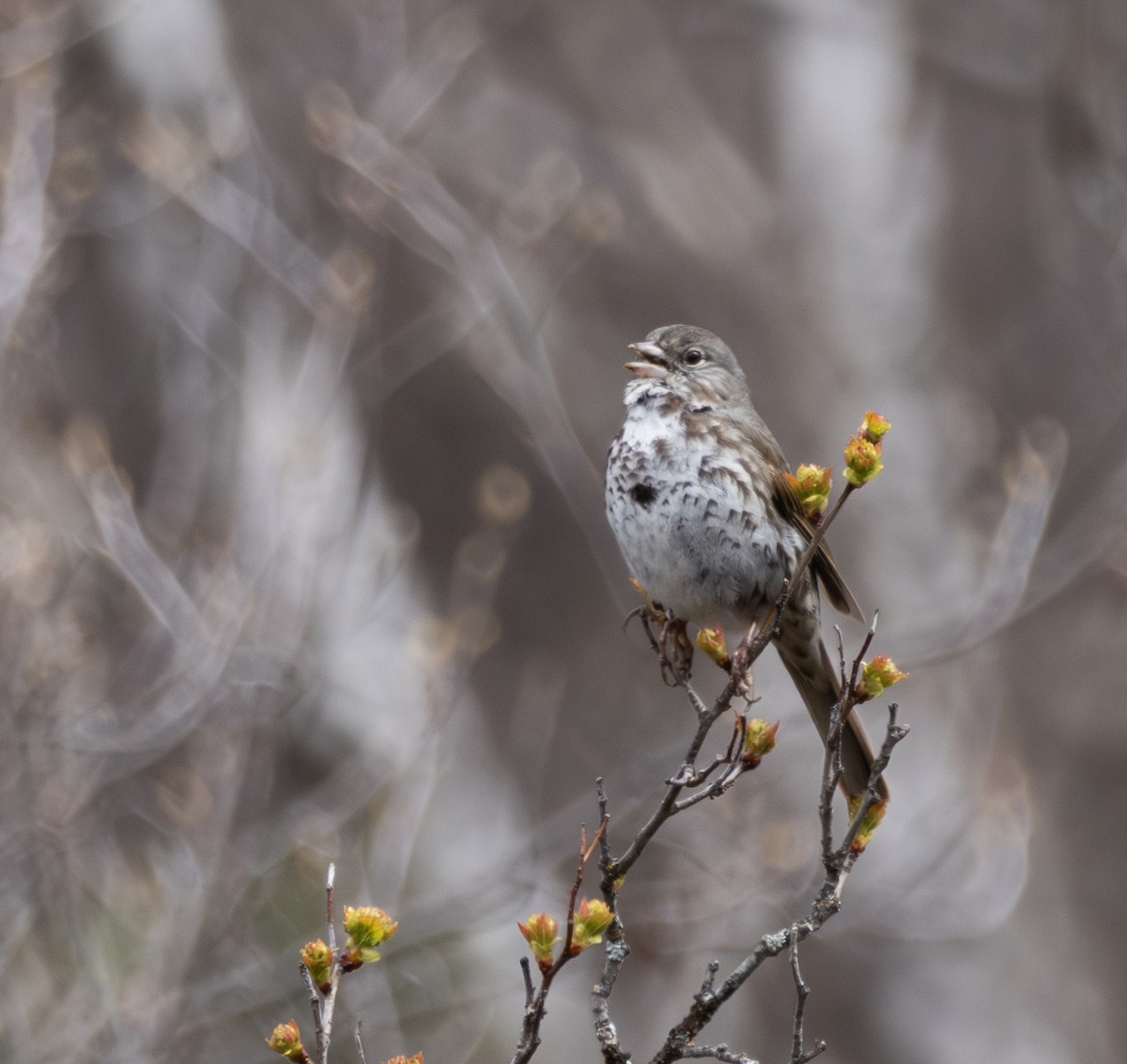 Fox Sparrow - ML618355863