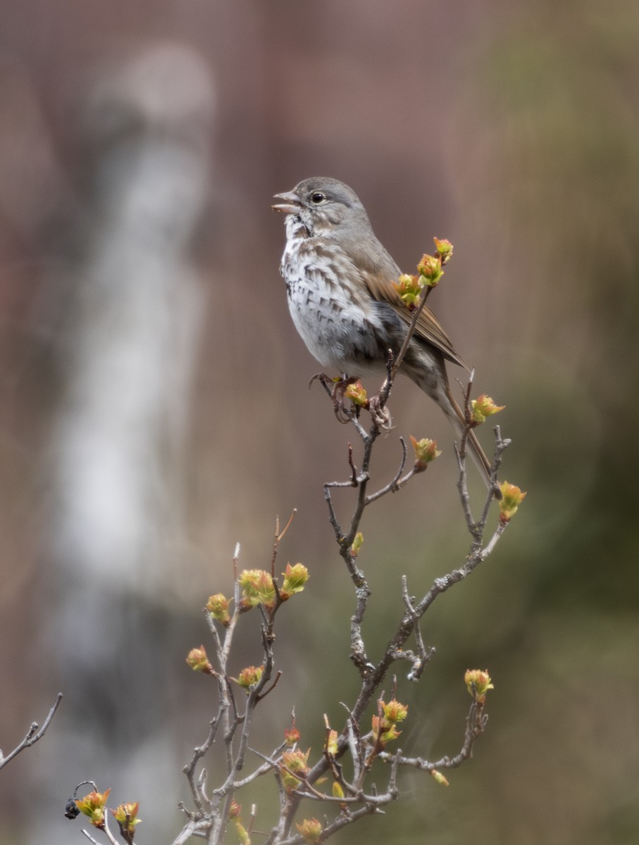 Fox Sparrow - ML618355864