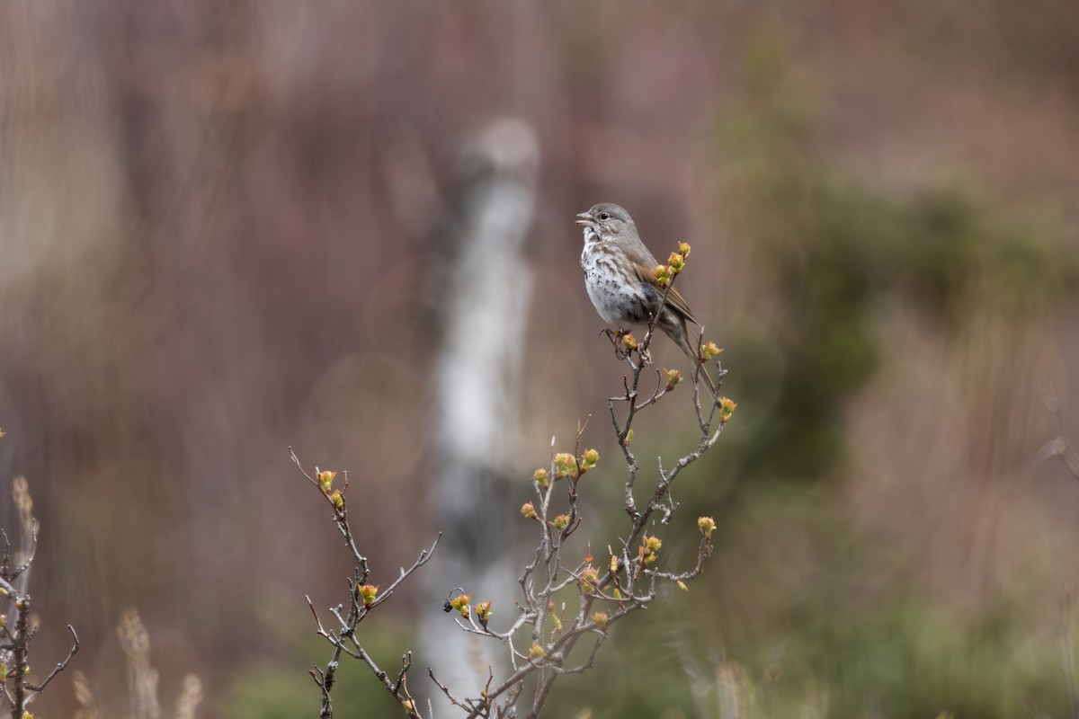 Fox Sparrow - ML618355865