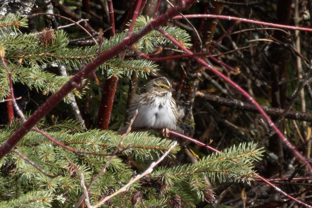 Savannah Sparrow - ML618355876