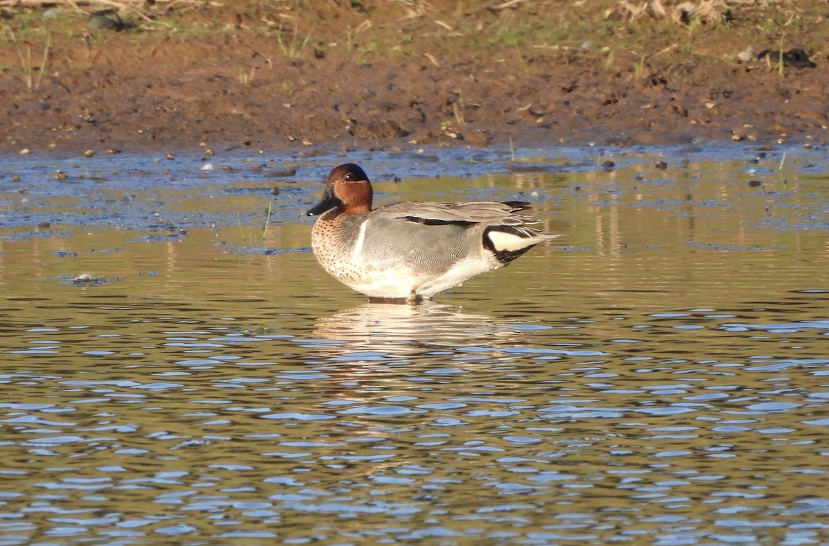 Green-winged Teal - ML618355890