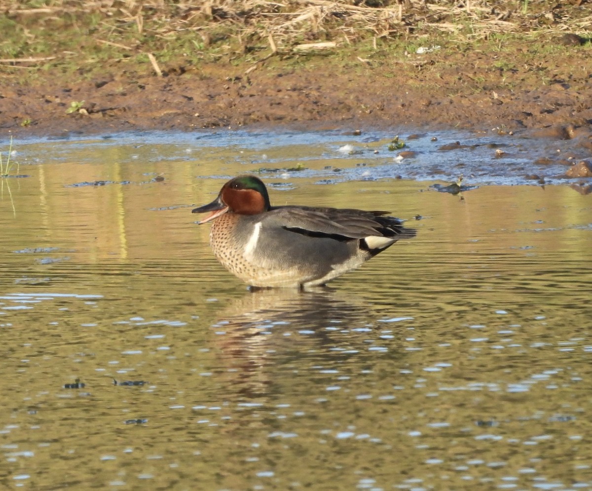 Green-winged Teal - Jay Luke