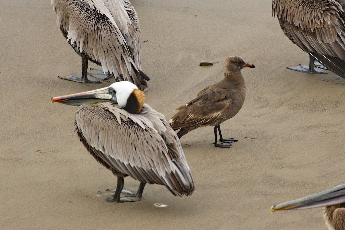 Heermann's Gull - ML618355896