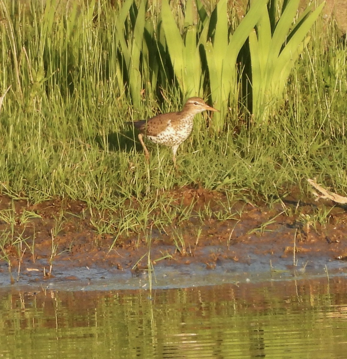 Spotted Sandpiper - Jay Luke