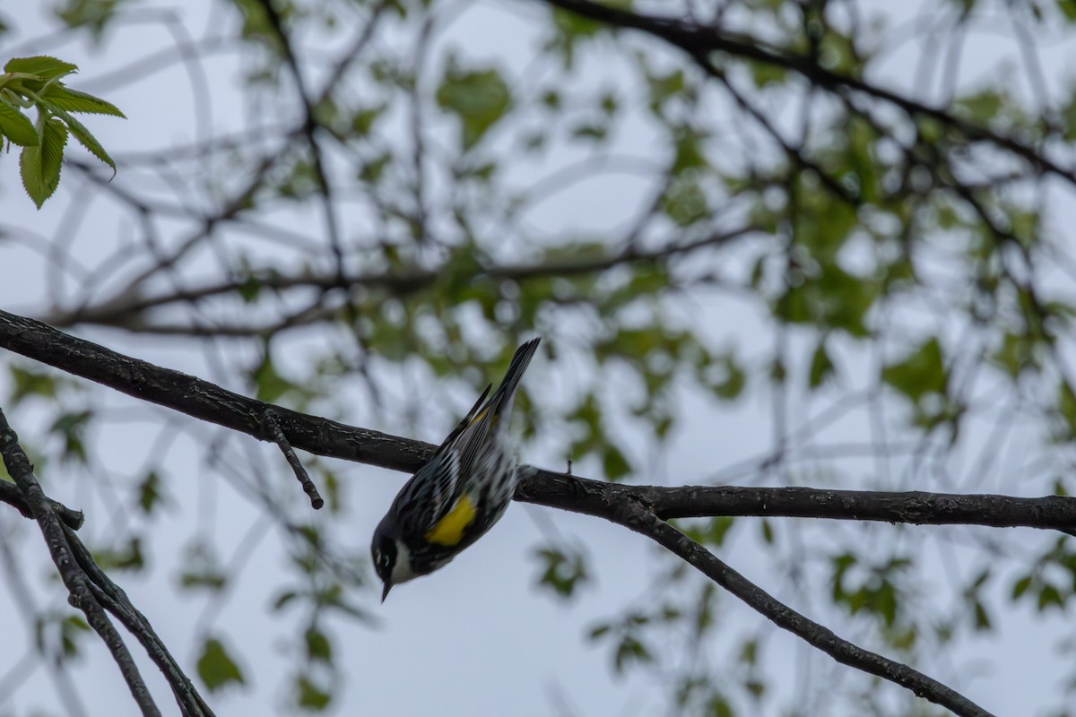 Yellow-rumped Warbler - ML618355936