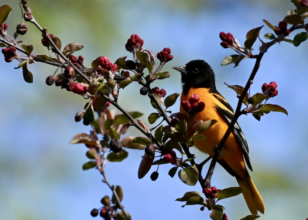 Baltimore Oriole - Yisi Lu