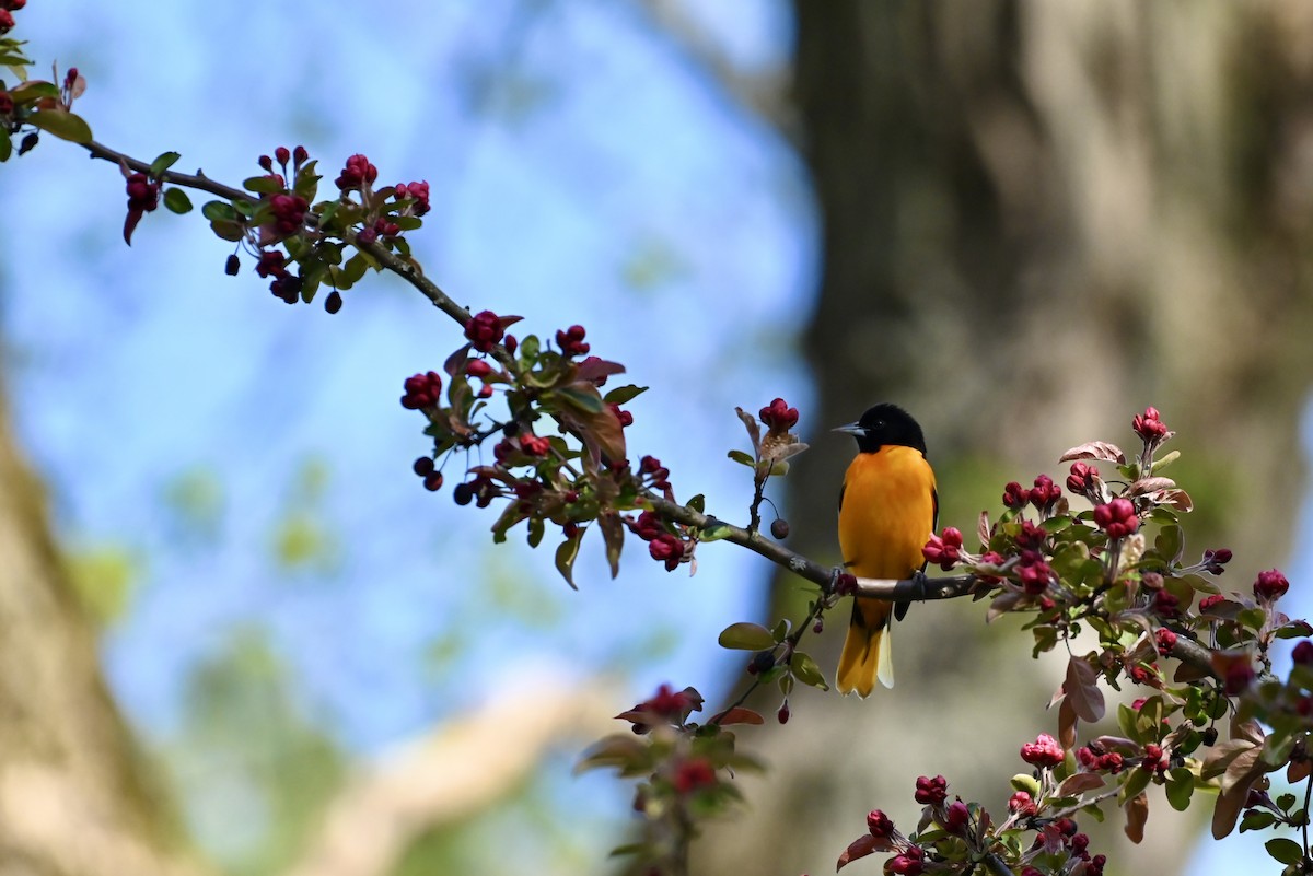 Baltimore Oriole - ML618356011