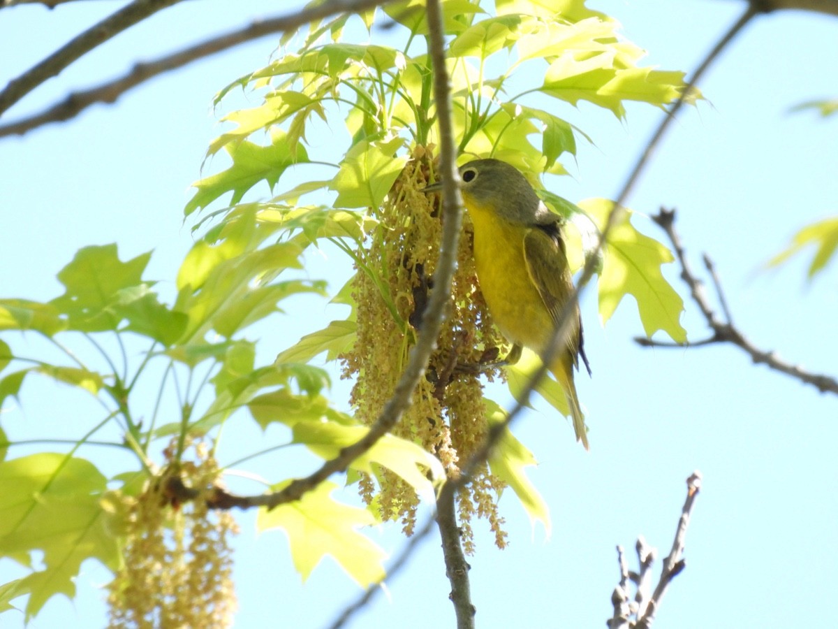 Nashville Warbler - Bruce Moorman