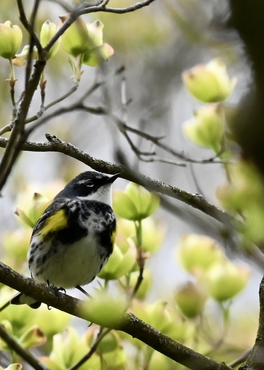 Yellow-rumped Warbler - ML618356035