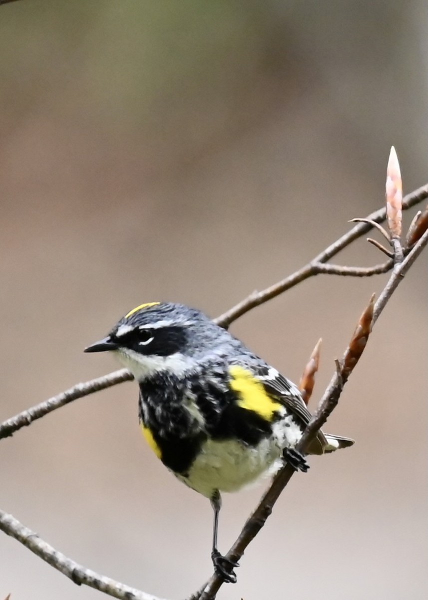 Yellow-rumped Warbler - ML618356036