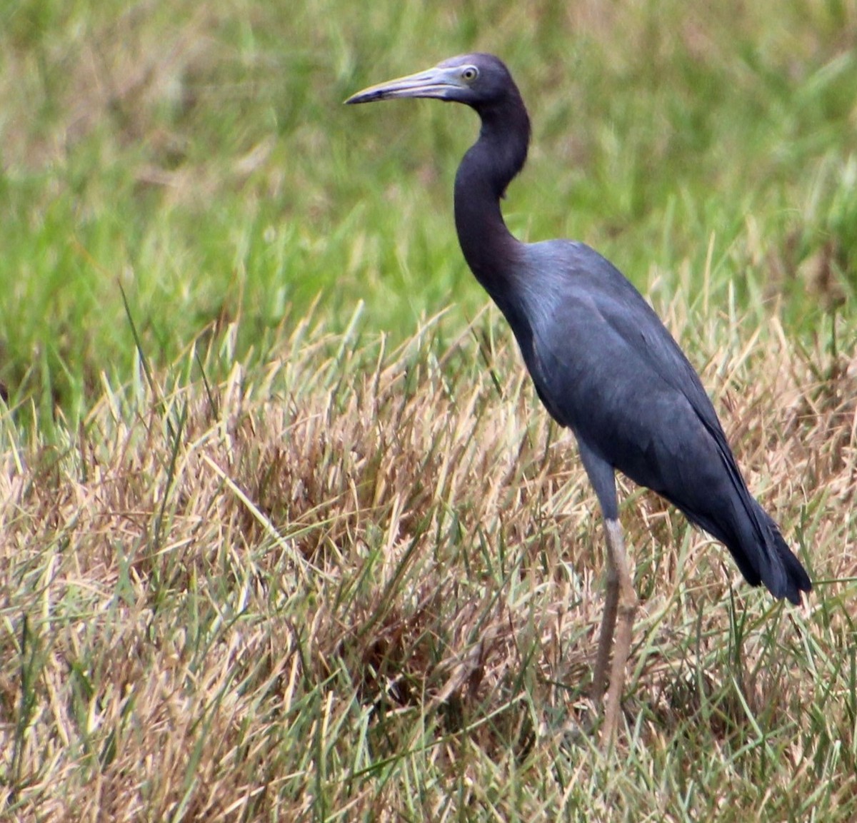 Little Blue Heron - otilia meza