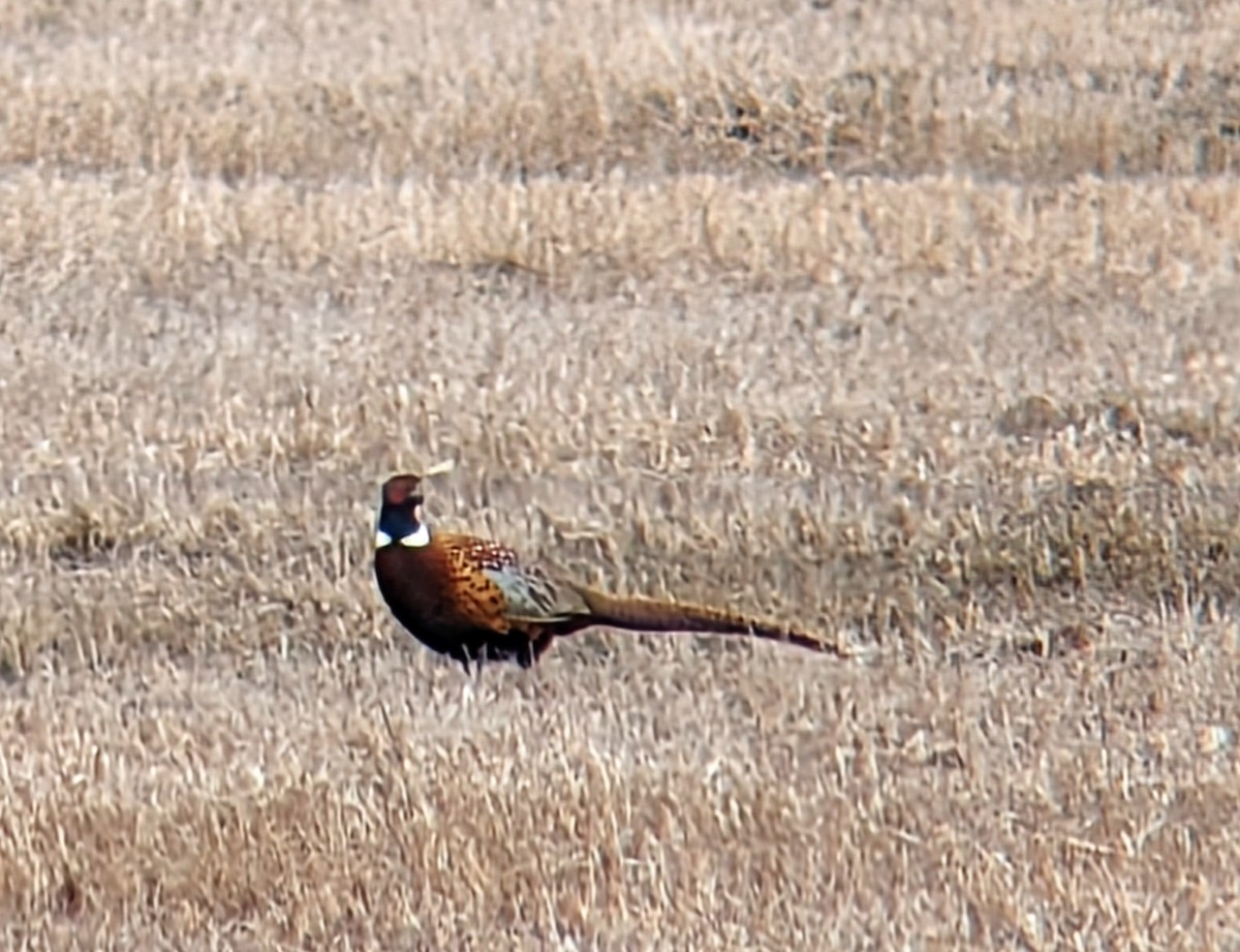 Ring-necked Pheasant - Reder Daughenbaugh