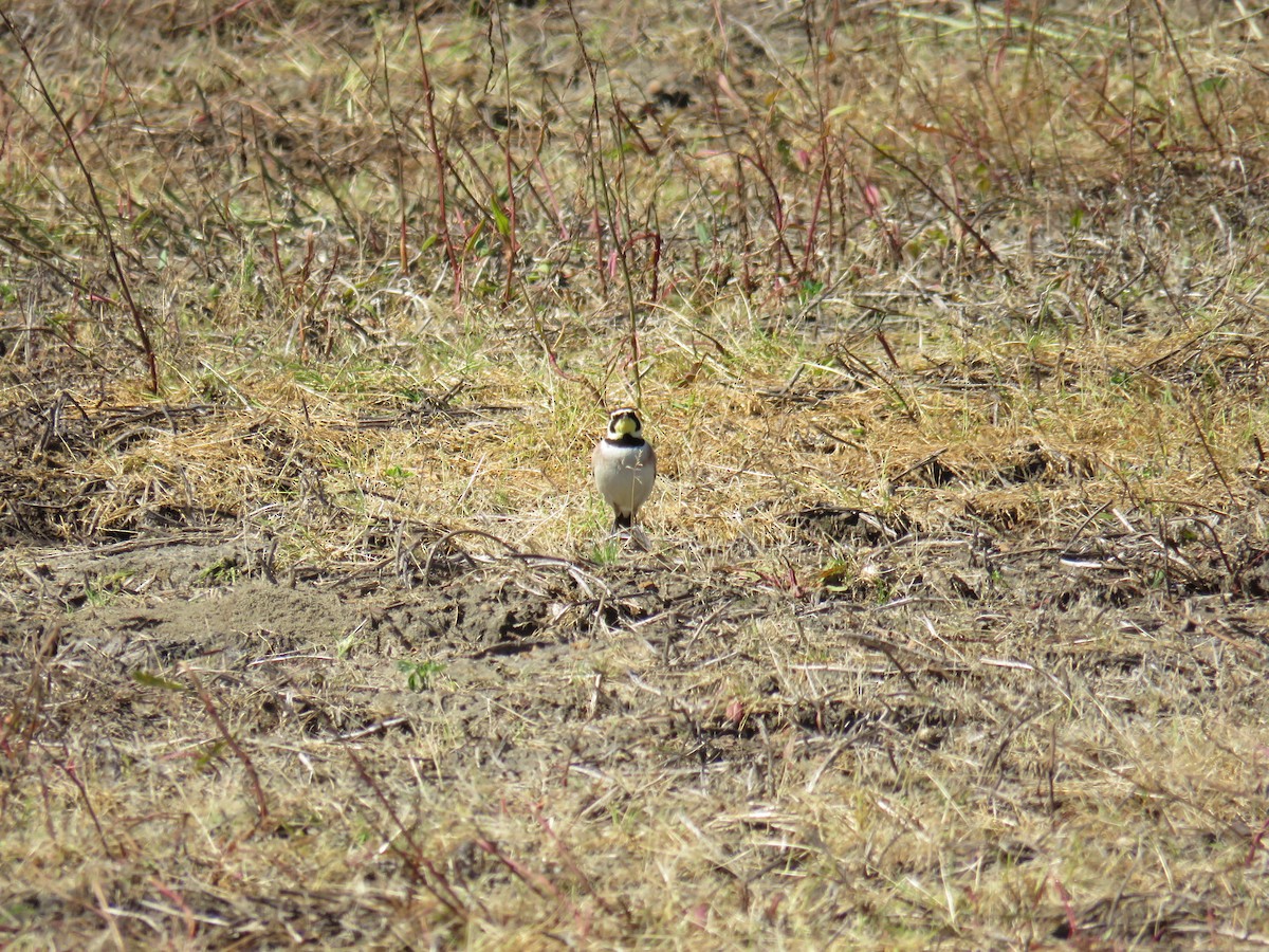 Horned Lark - Sam Holcomb