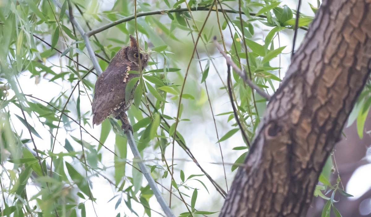 Oriental Scops-Owl - Dong Yan