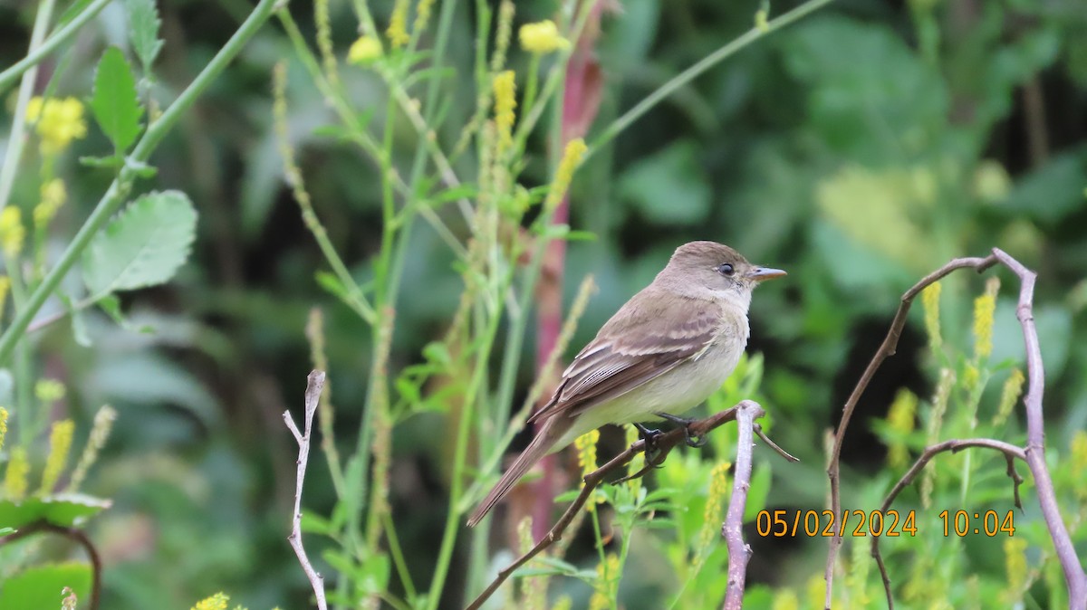 Willow Flycatcher - ML618356082