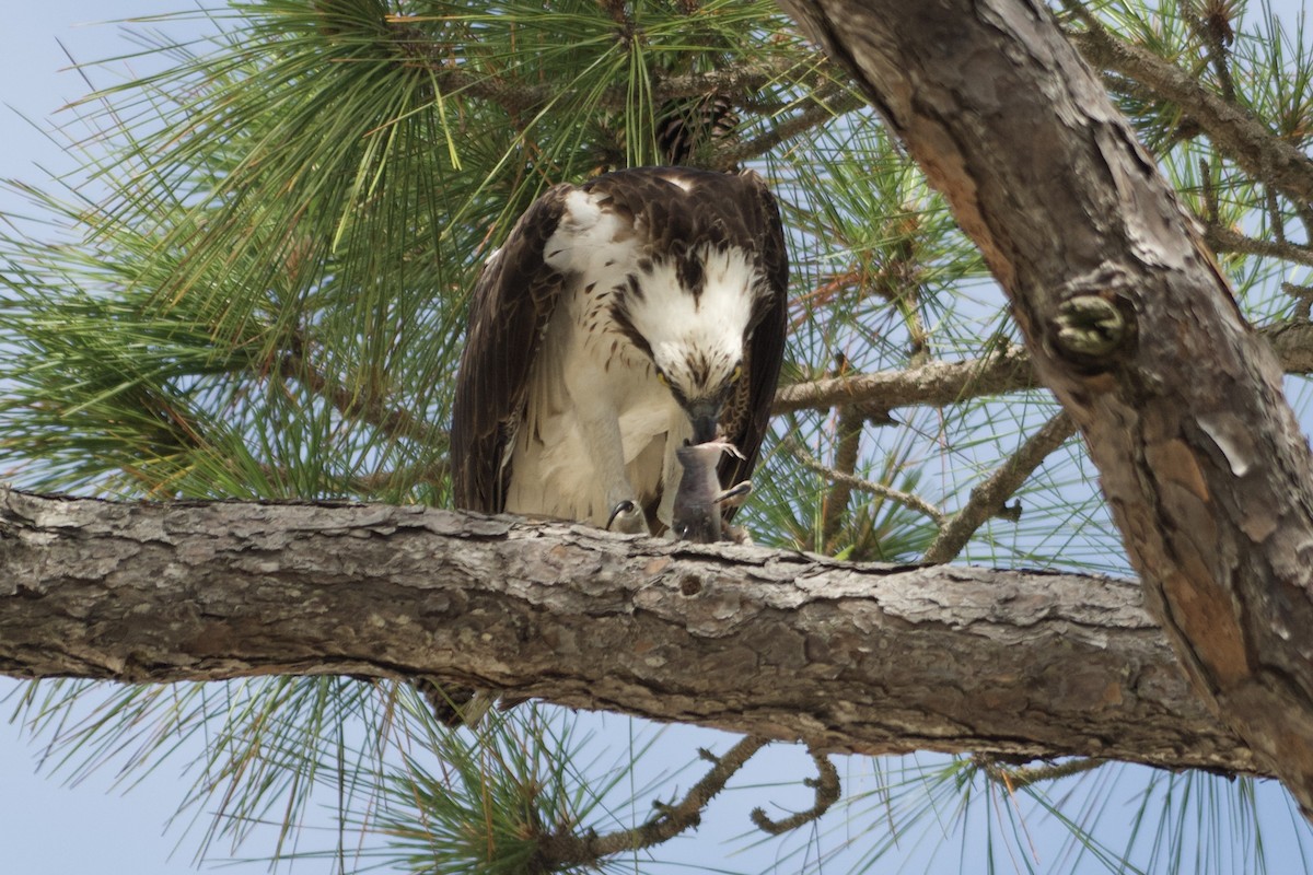 Osprey - Cynthia Freeman