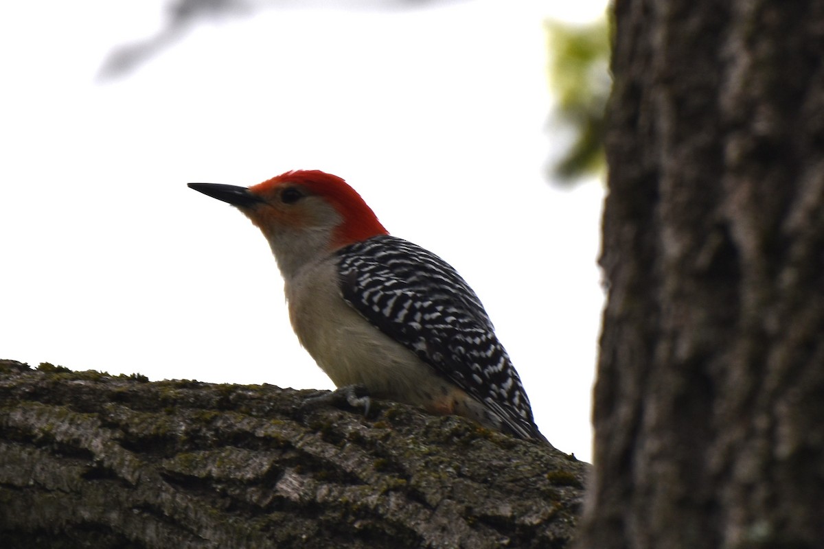 Red-bellied Woodpecker - Stan Kozakowski