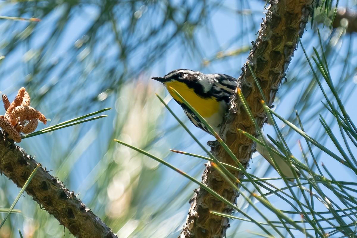 Yellow-throated Warbler - Pam Bruns & Ken Smith
