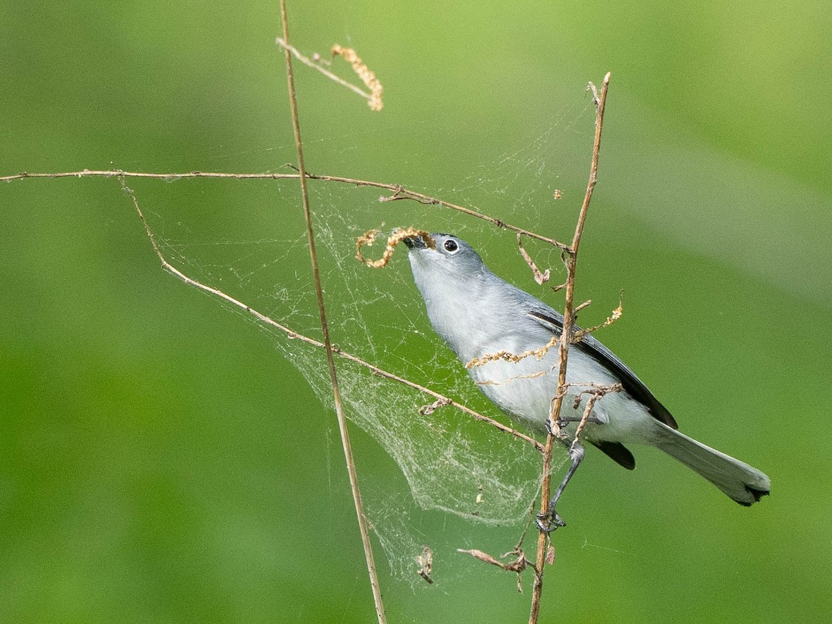 Blue-gray Gnatcatcher - Rad Widmer