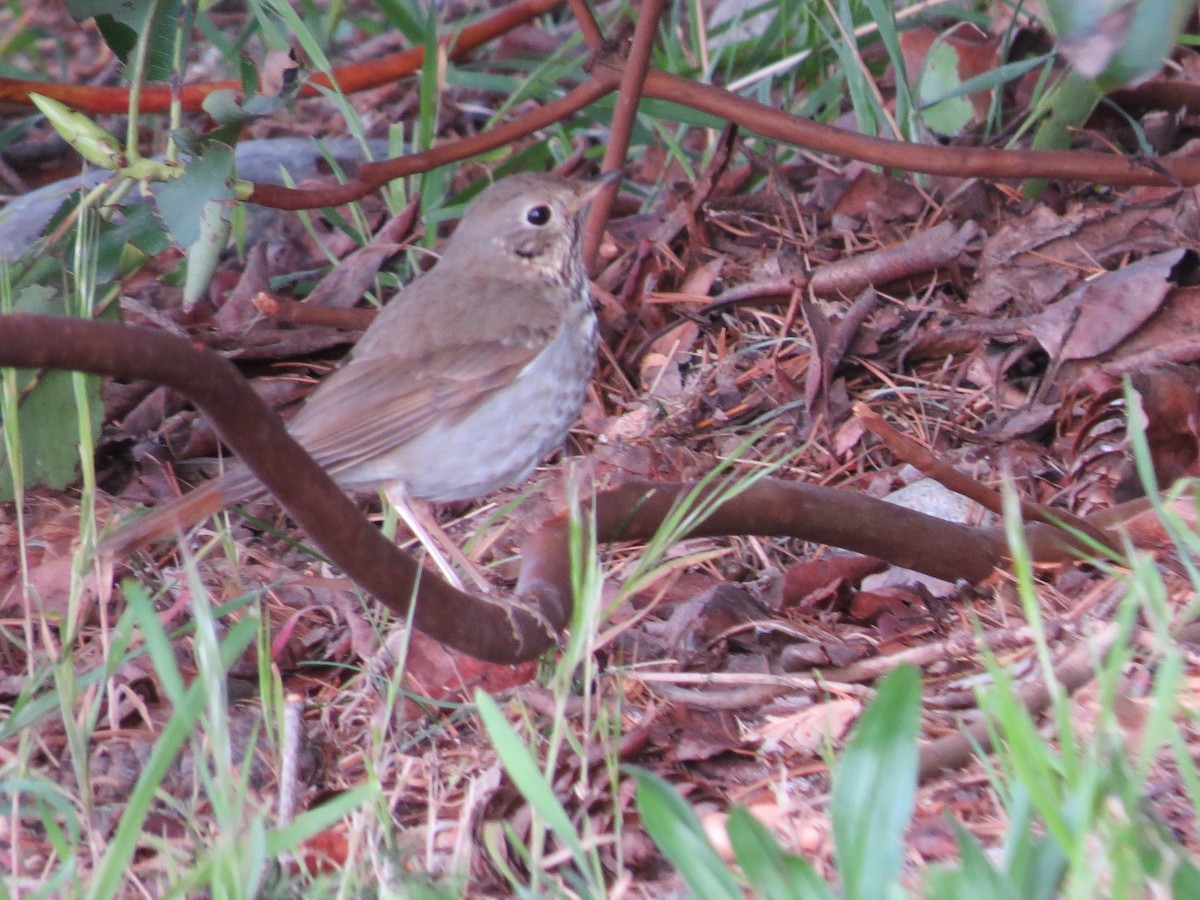 Hermit Thrush - Sarah Peden