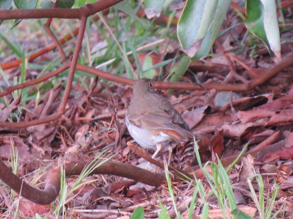 Hermit Thrush - ML618356222