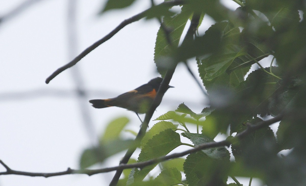 American Redstart - ML618356249