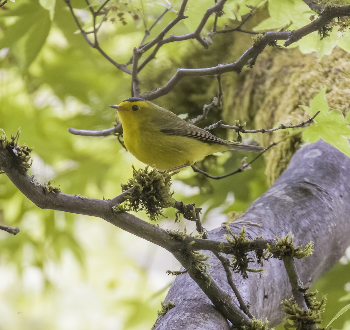 Wilson's Warbler - David Hoar