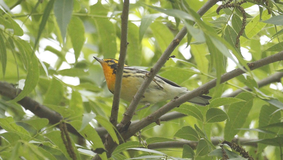 Blackburnian Warbler - Steven McDonald