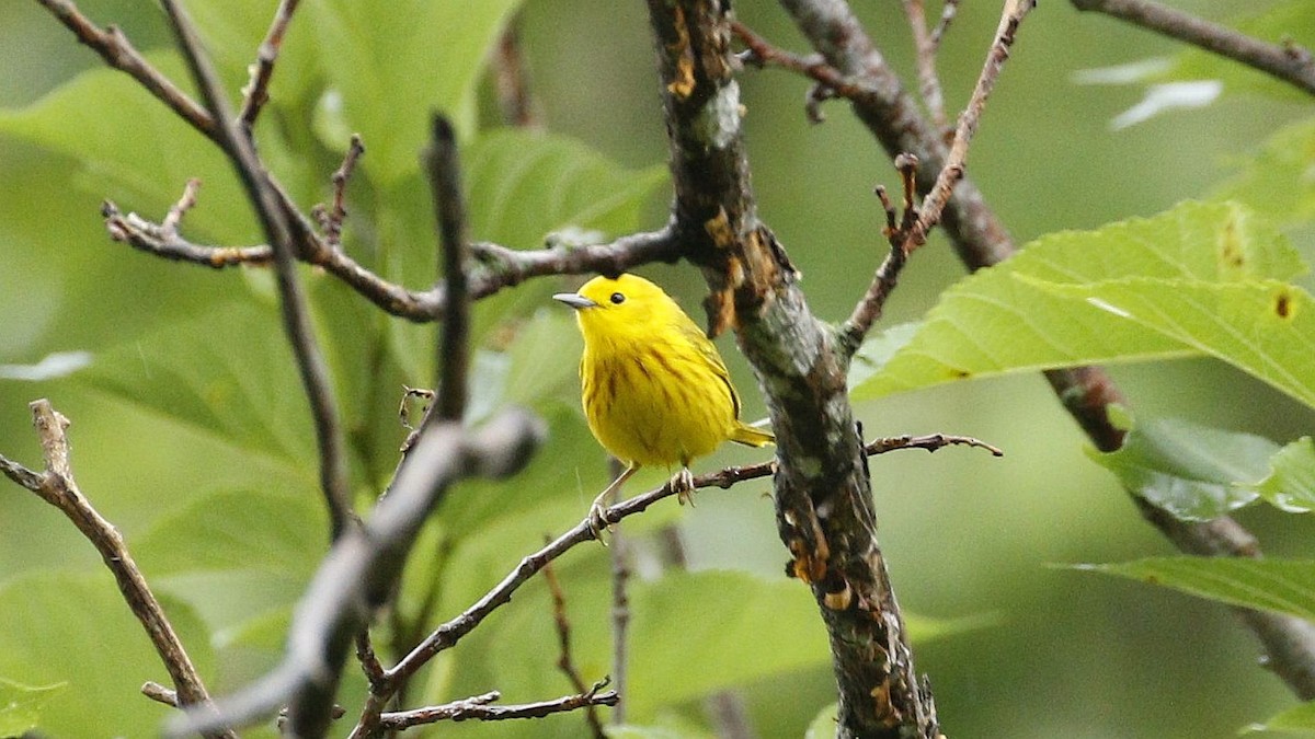 Yellow Warbler - ML618356268