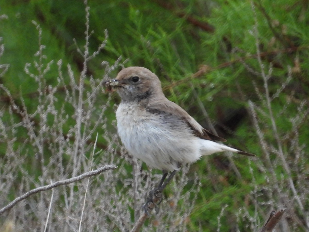 Finsch's Wheatear - ML618356272