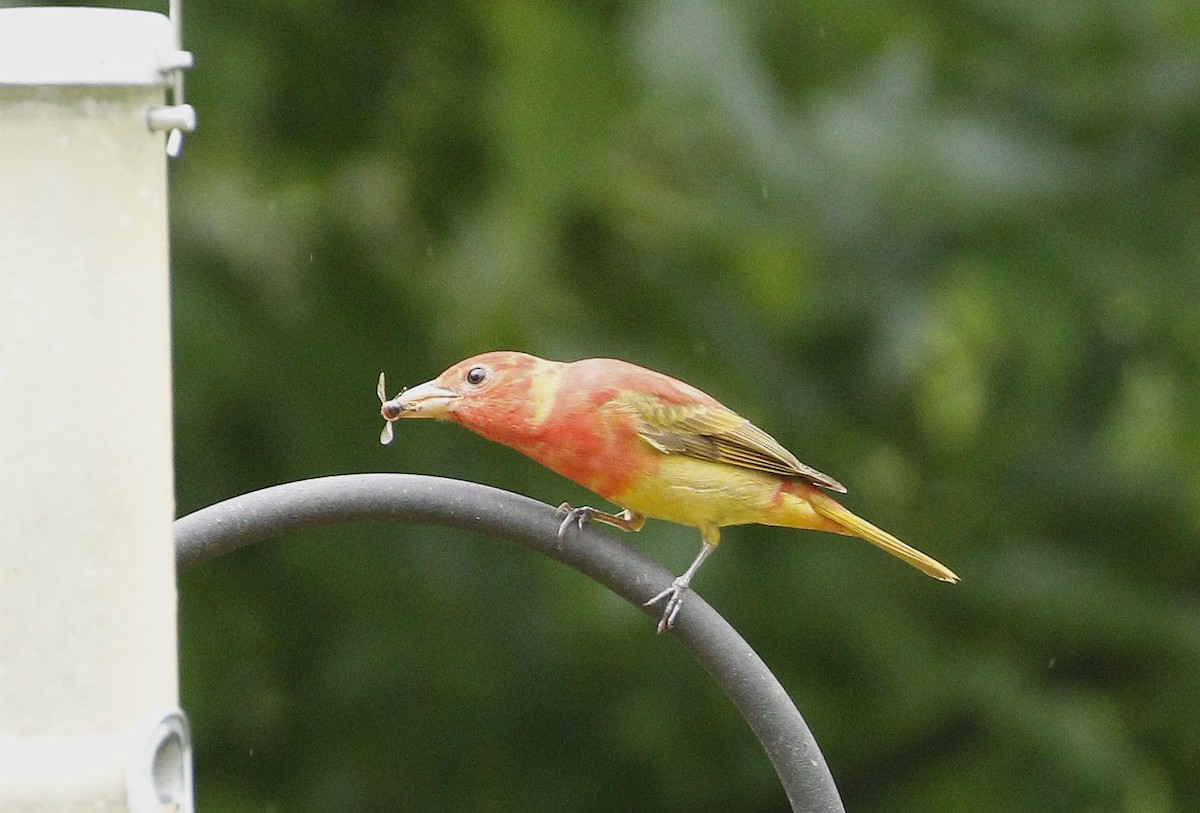 Summer Tanager - ML618356284