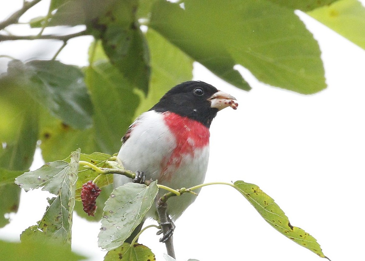 Rose-breasted Grosbeak - Steven McDonald