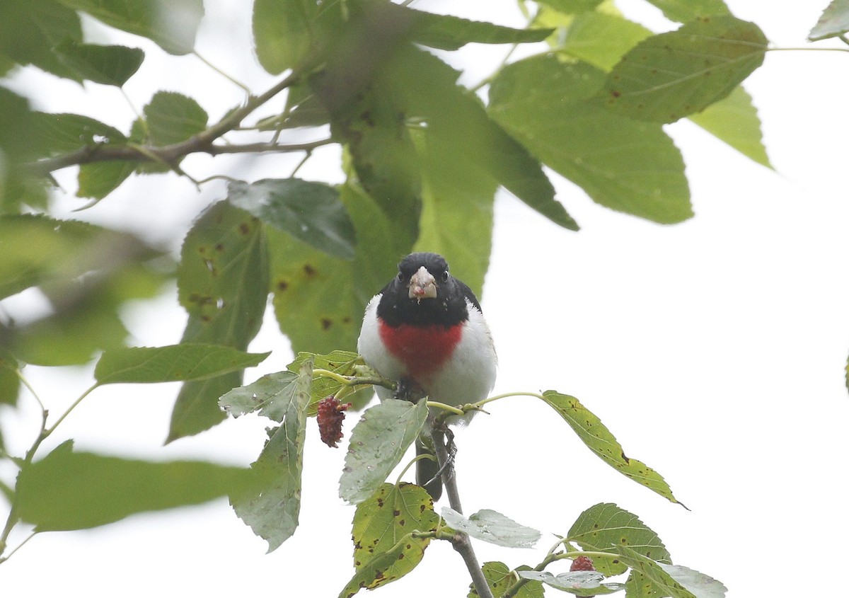 Rose-breasted Grosbeak - ML618356291