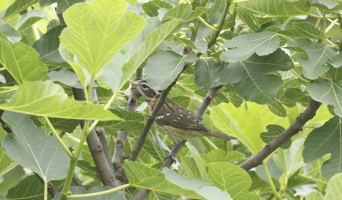 Rose-breasted Grosbeak - ML618356292