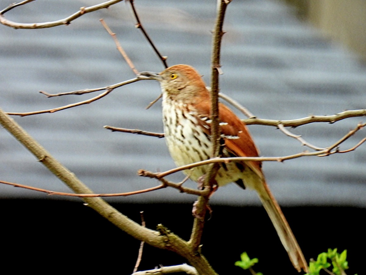 Brown Thrasher - Melody Walsh