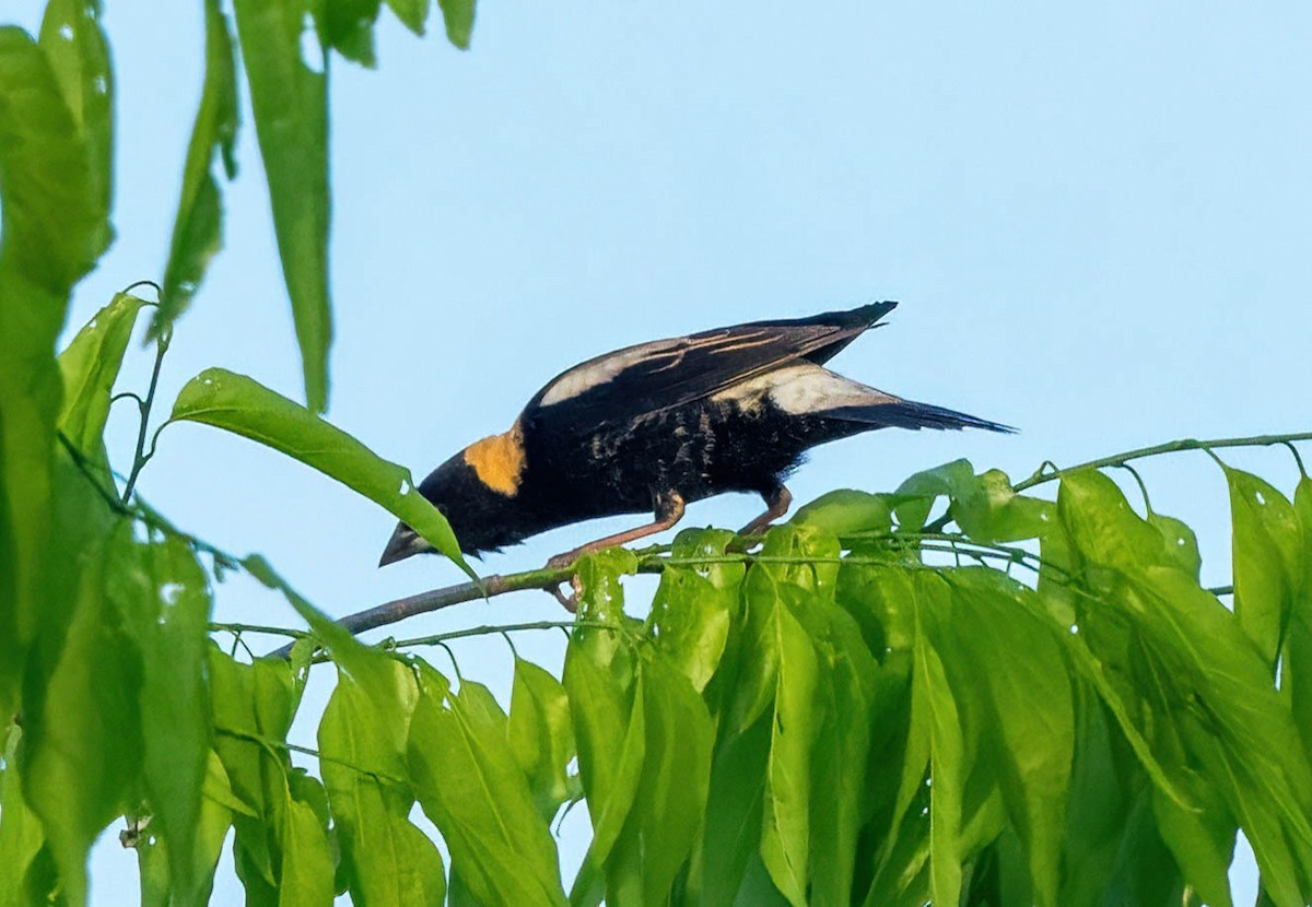 Bobolink - Eric Bodker