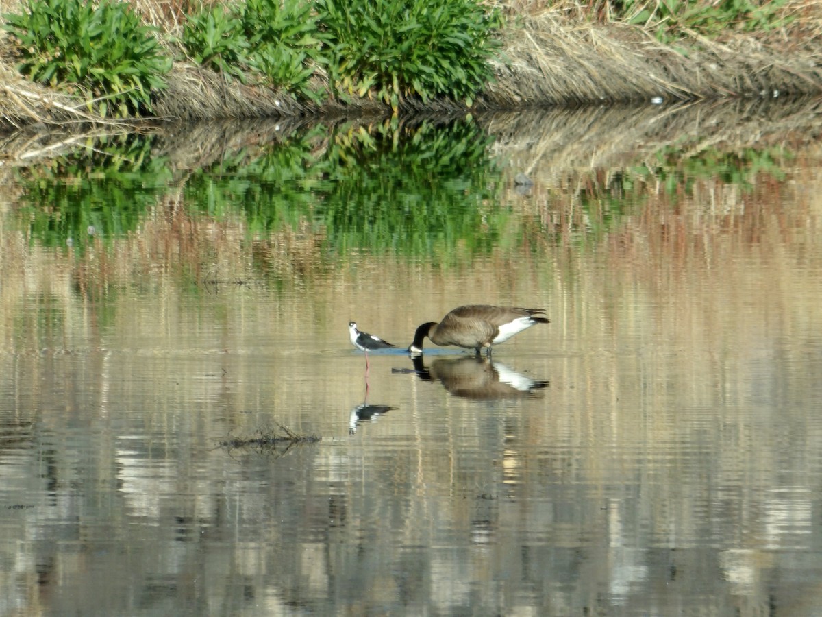 Black-necked Stilt - ML618356389