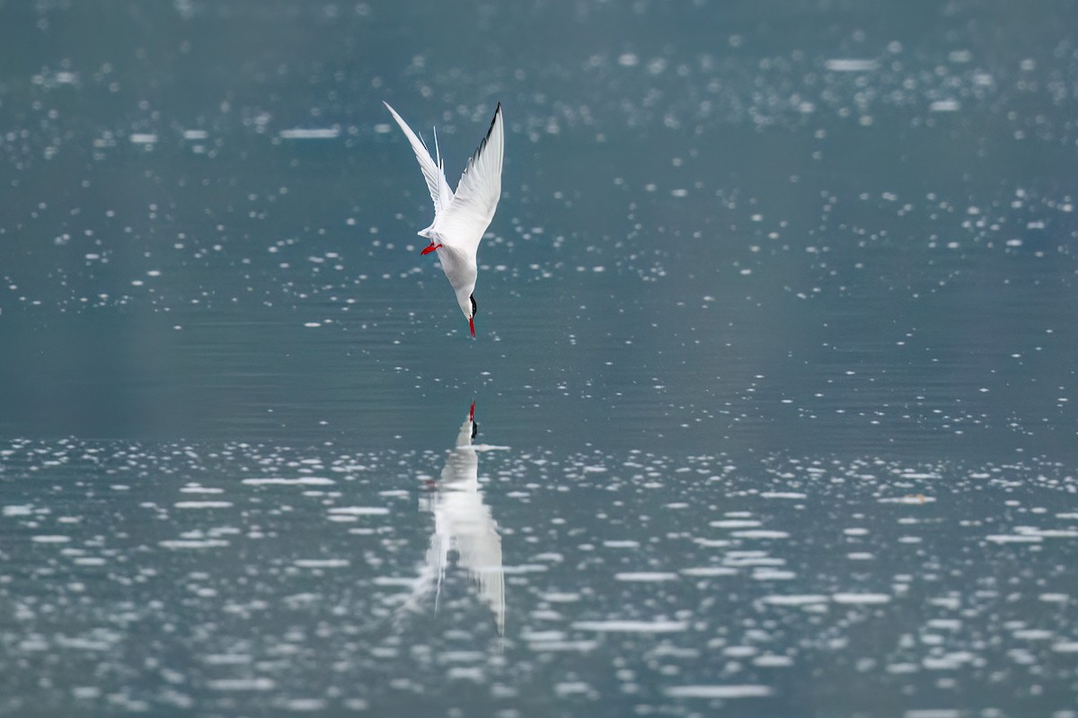 Arctic Tern - ML618356390