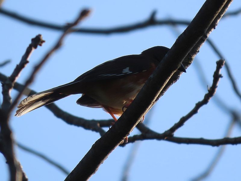 Eastern Towhee - Tracy The Birder