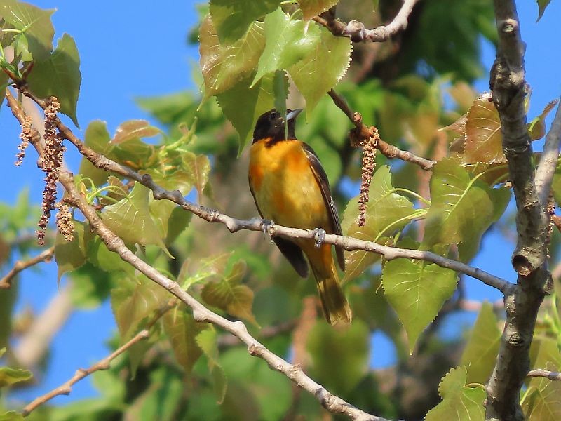 Baltimore Oriole - Tracy The Birder