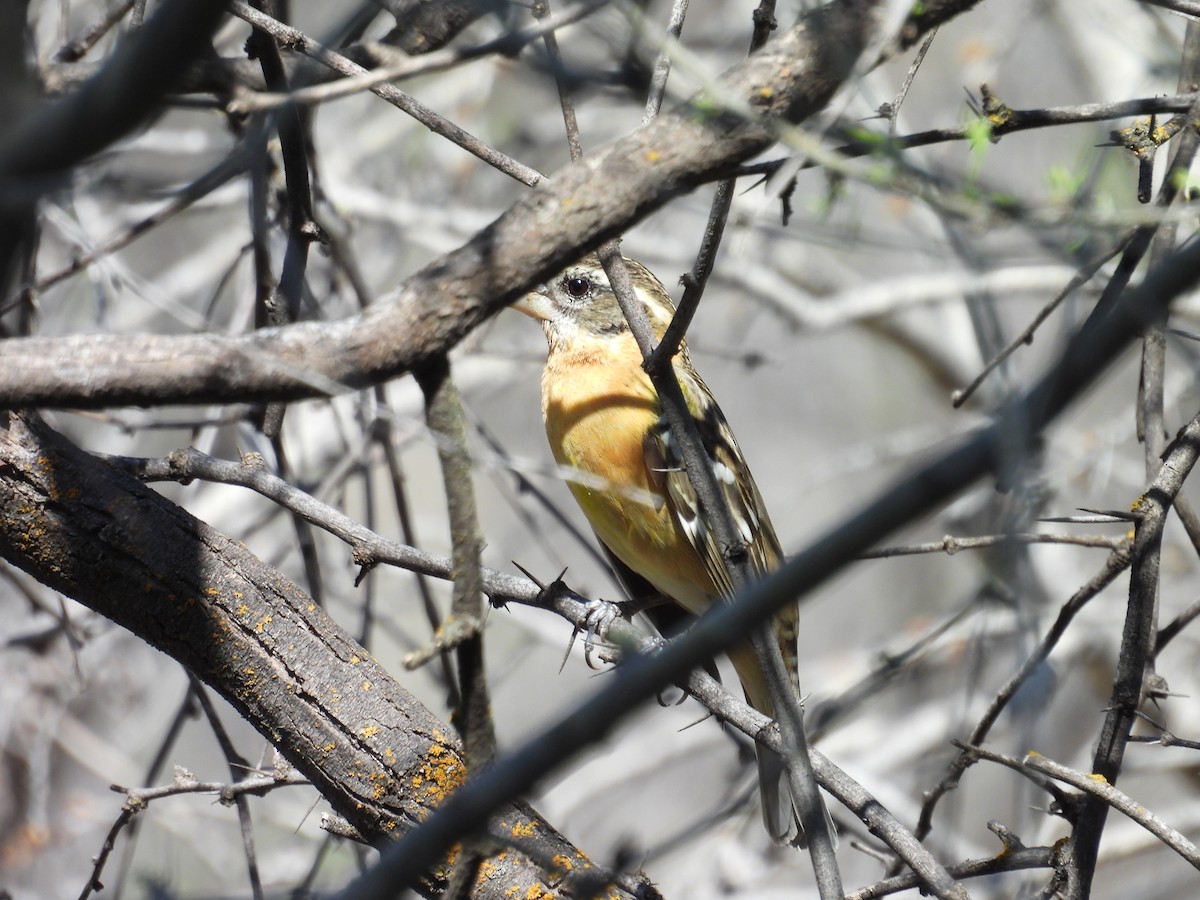 Black-headed Grosbeak - Tonie Hansen