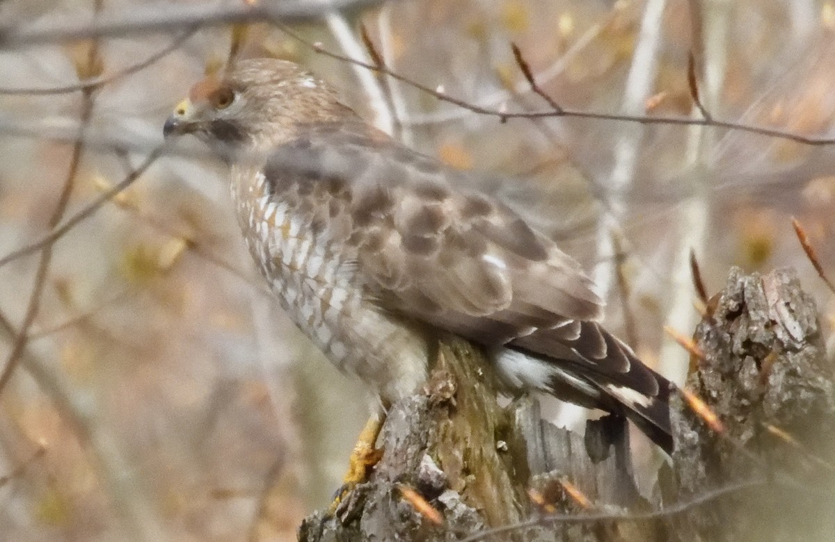 Broad-winged Hawk - ML618356488