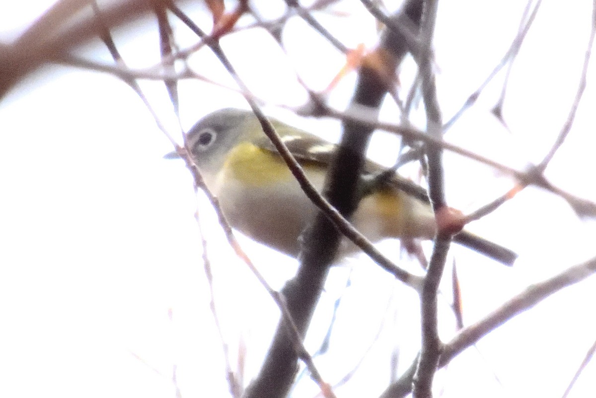 Blue-headed Vireo - ML618356501