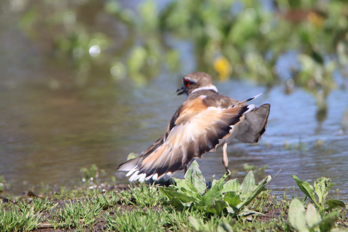 Killdeer - Sandy C