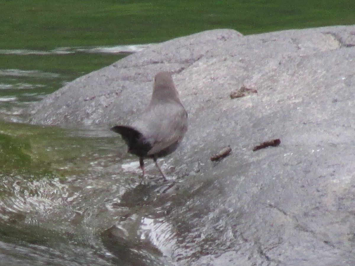 American Dipper - ML618356514