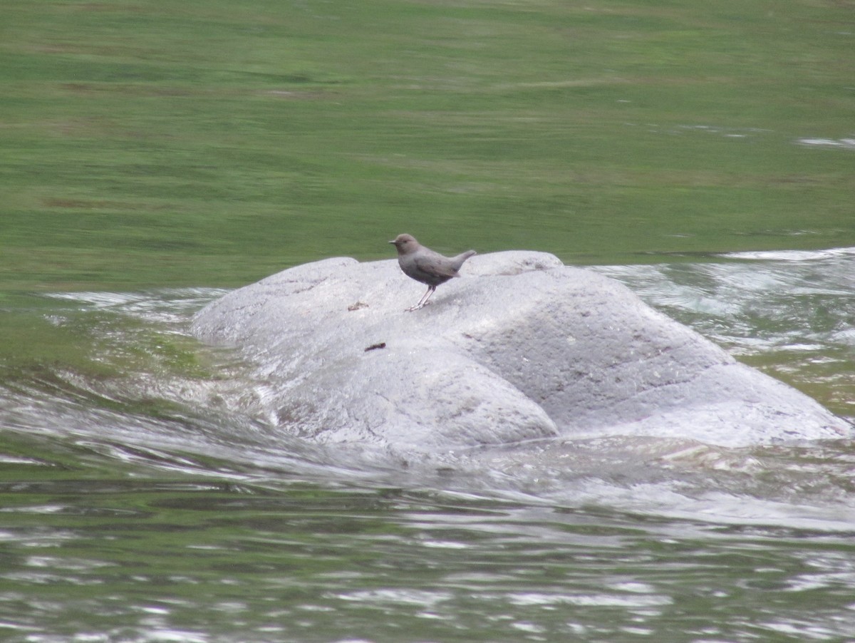 American Dipper - Gretchen Johnson