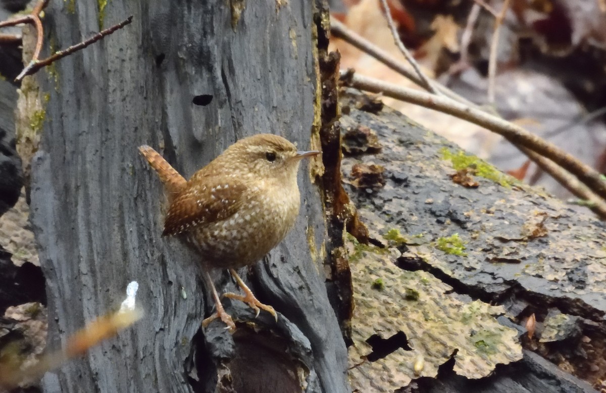 Winter Wren - ML618356517