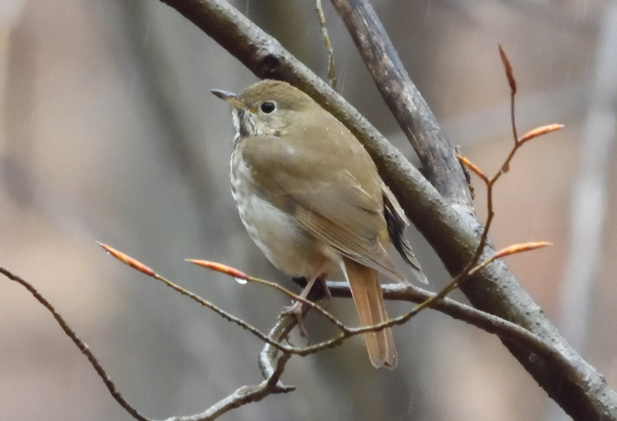 Hermit Thrush - Bernard Tremblay