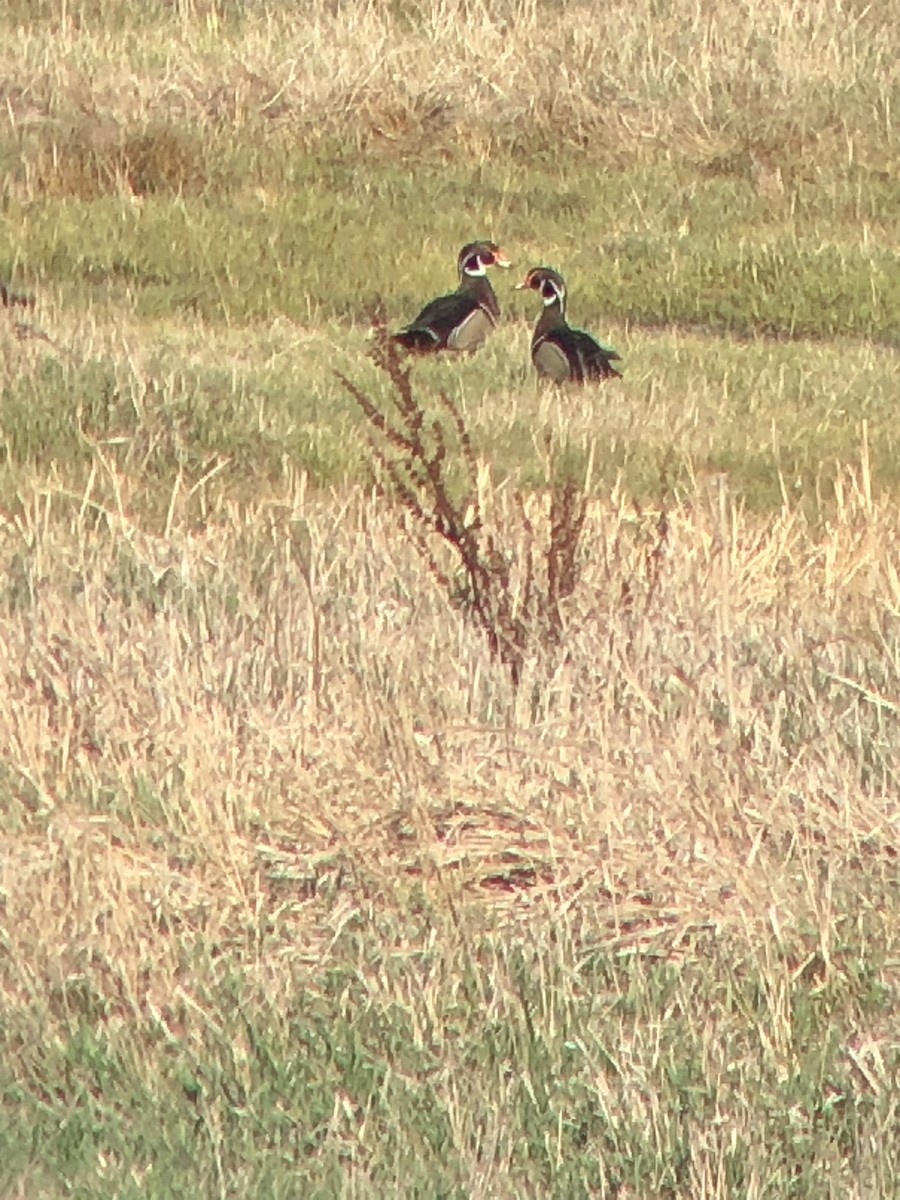 Wood Duck - ML618356539